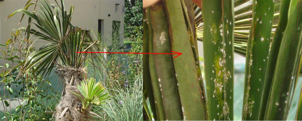 [Foto de planta, jardin, jardineria]