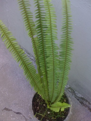 [Foto de planta, jardin, jardineria]
