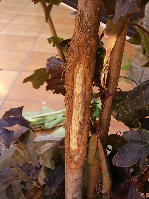 [Foto de planta, jardin, jardineria]