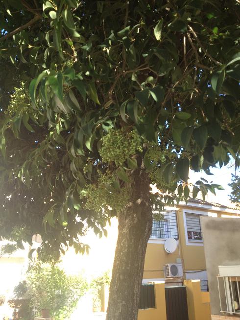 [Foto de planta, jardin, jardineria]