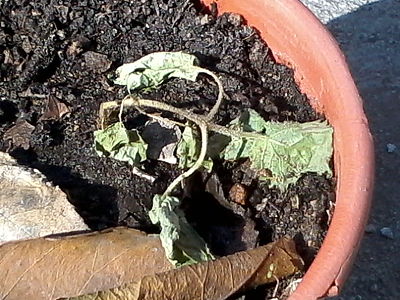 [Foto de planta, jardin, jardineria]