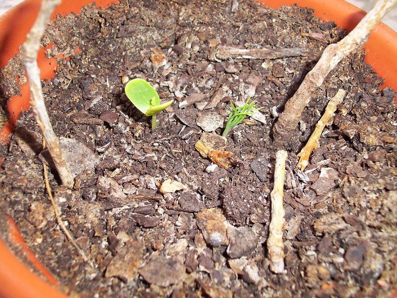 [Foto de planta, jardin, jardineria]