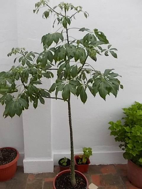 [Foto de planta, jardin, jardineria]