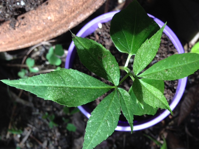 [Foto de planta, jardin, jardineria]