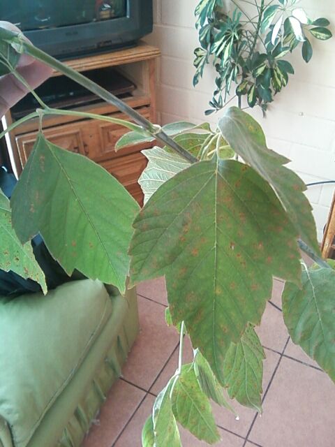[Foto de planta, jardin, jardineria]