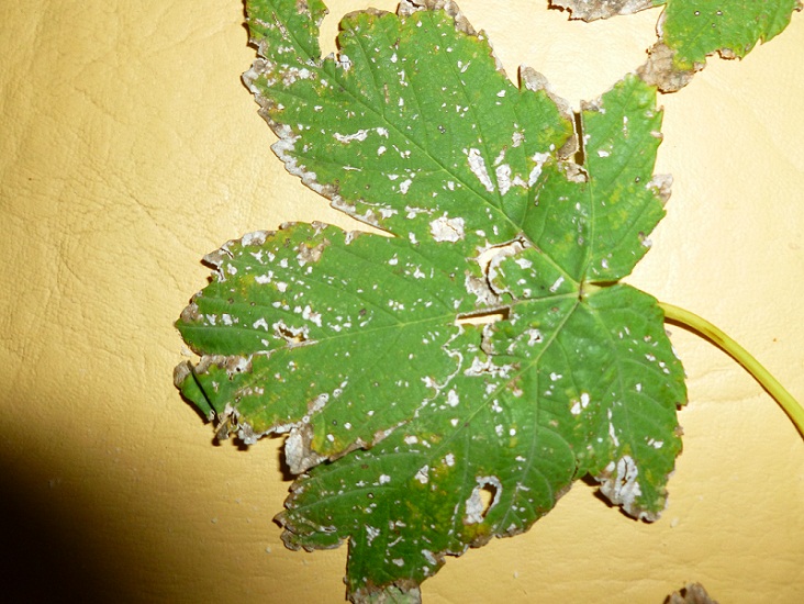 [Foto de planta, jardin, jardineria]