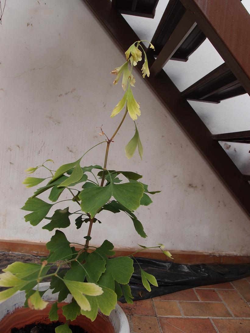 [Foto de planta, jardin, jardineria]