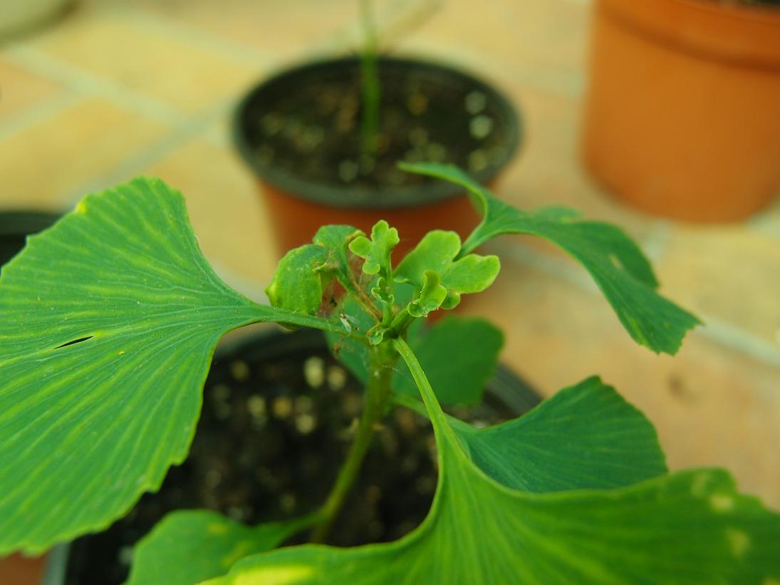 [Foto de planta, jardin, jardineria]