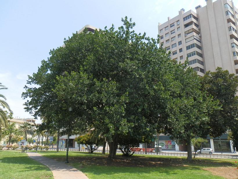 [Foto de planta, jardin, jardineria]