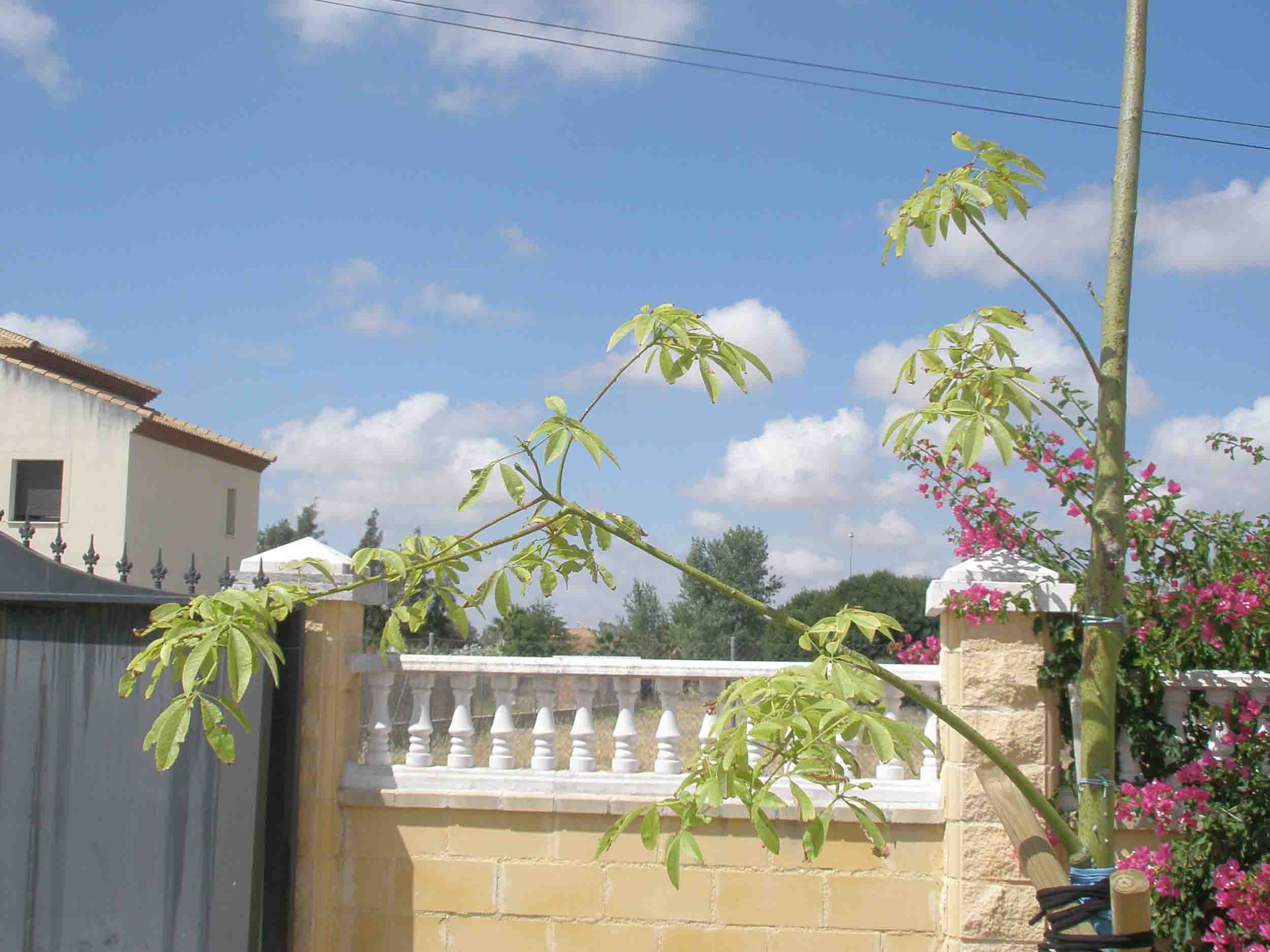 [Foto de planta, jardin, jardineria]