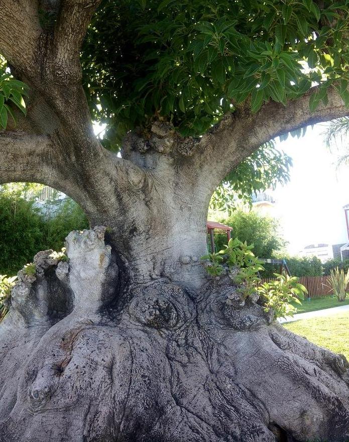[Foto de planta, jardin, jardineria]