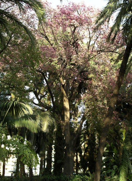 [Foto de planta, jardin, jardineria]