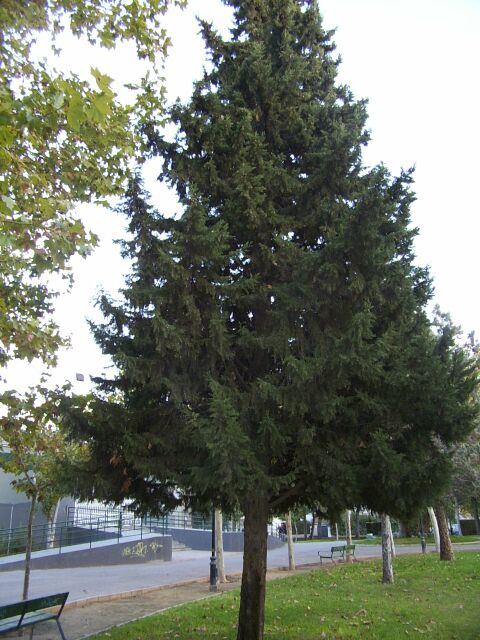 [Foto de planta, jardin, jardineria]