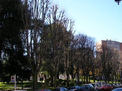 [Foto de planta, jardin, jardineria]