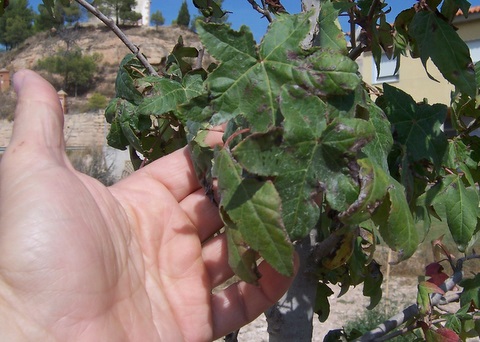 [Foto de planta, jardin, jardineria]