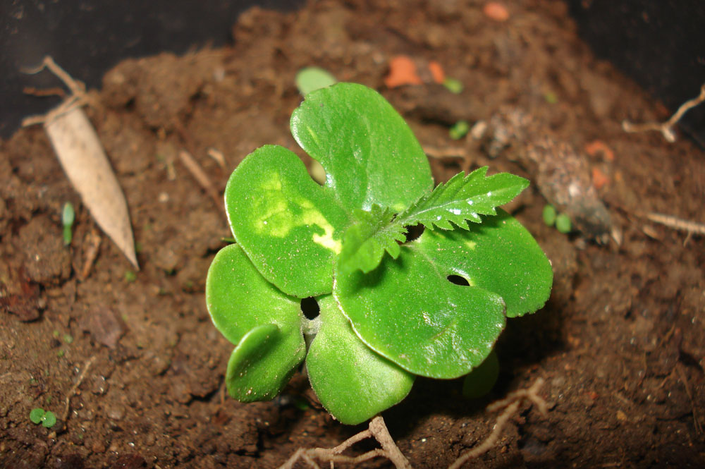 [Foto de planta, jardin, jardineria]