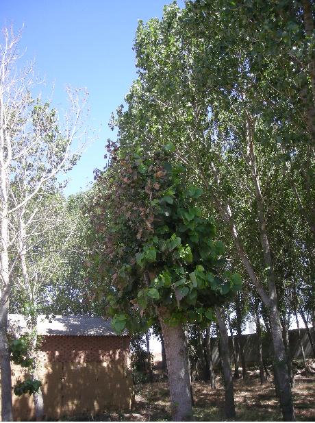 [Foto de planta, jardin, jardineria]