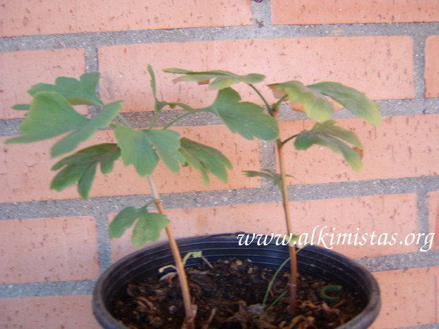[Foto de planta, jardin, jardineria]