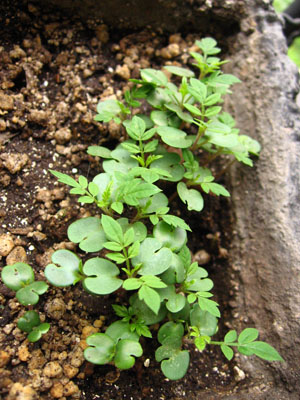 [Foto de planta, jardin, jardineria]