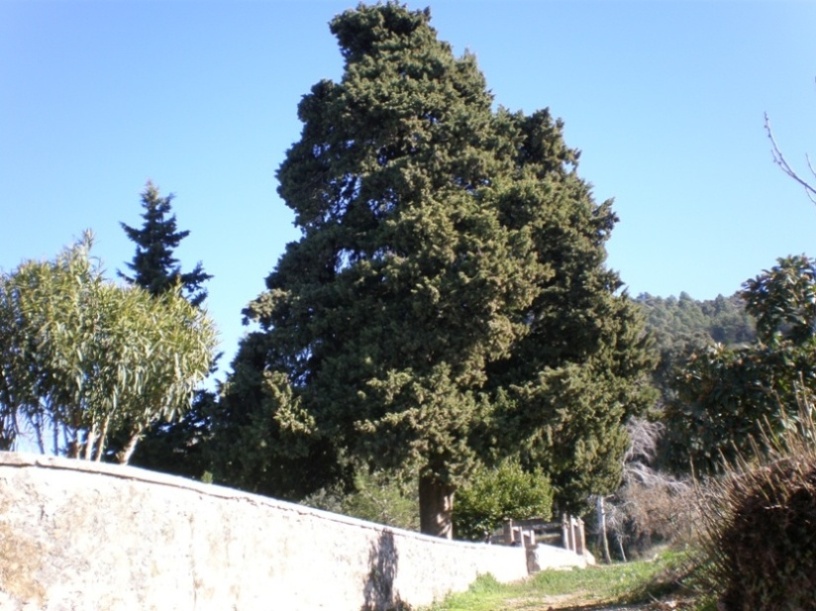 [Foto de planta, jardin, jardineria]