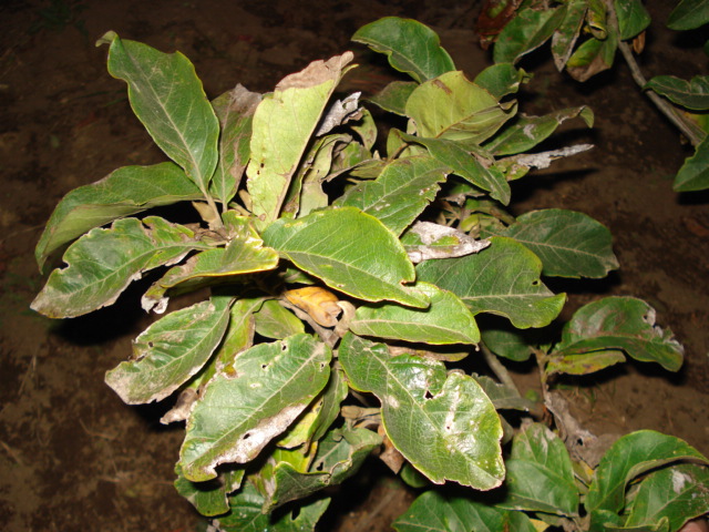 [Foto de planta, jardin, jardineria]