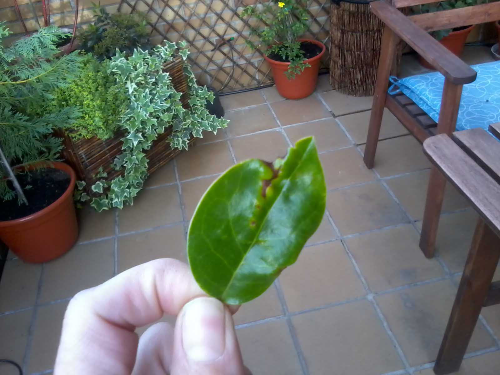 [Foto de planta, jardin, jardineria]
