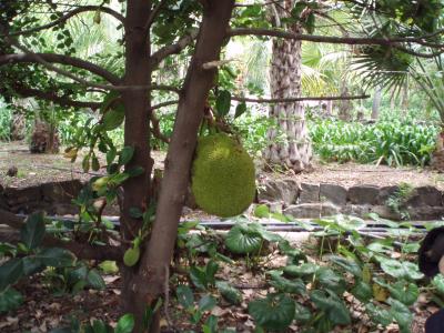 [Foto de planta, jardin, jardineria]