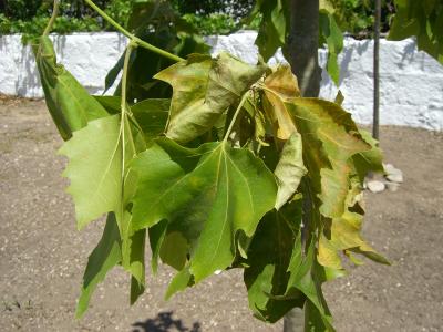 [Foto de planta, jardin, jardineria]