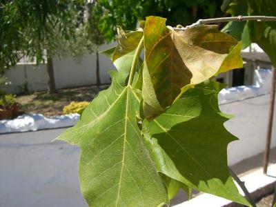 [Foto de planta, jardin, jardineria]