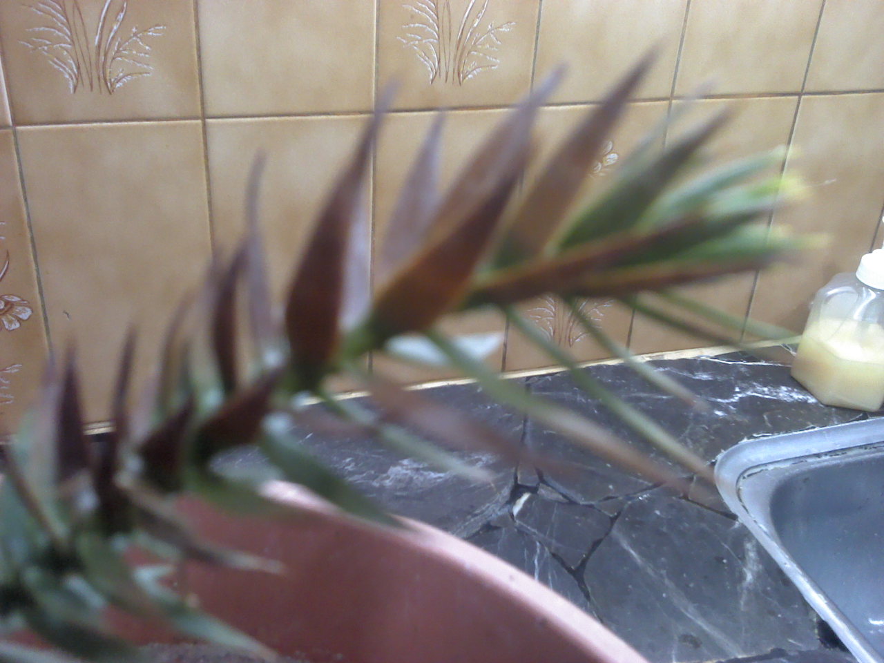 [Foto de planta, jardin, jardineria]