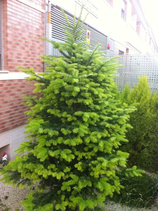 [Foto de planta, jardin, jardineria]