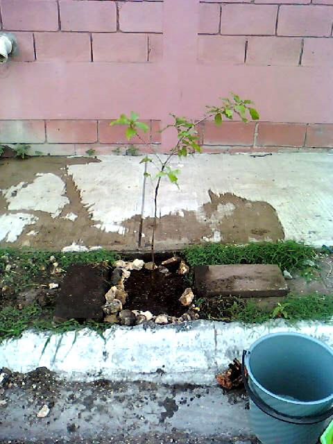 [Foto de planta, jardin, jardineria]