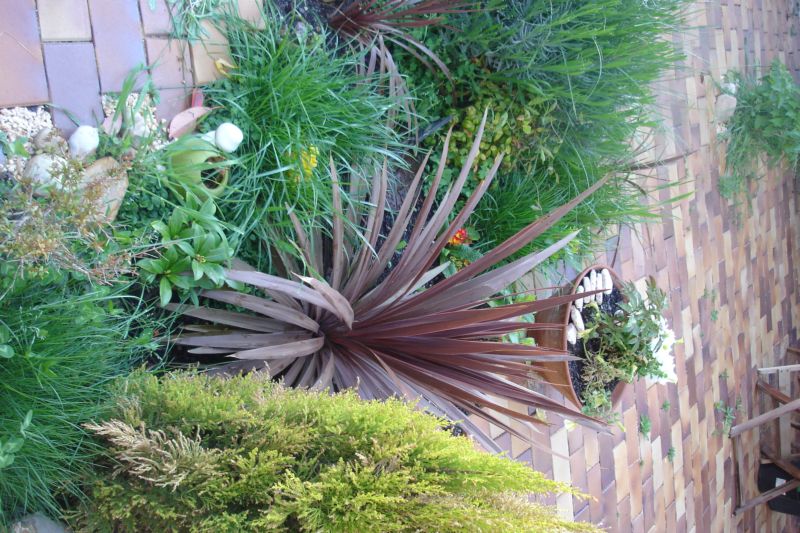 [Foto de planta, jardin, jardineria]
