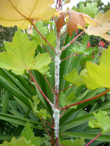 [Foto de planta, jardin, jardineria]