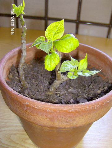 [Foto de planta, jardin, jardineria]