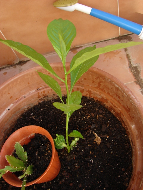 [Foto de planta, jardin, jardineria]