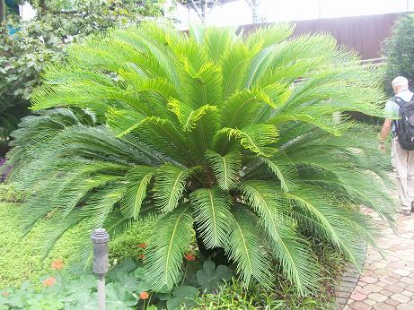 [Foto de planta, jardin, jardineria]