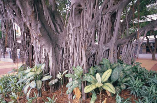 [Foto de planta, jardin, jardineria]