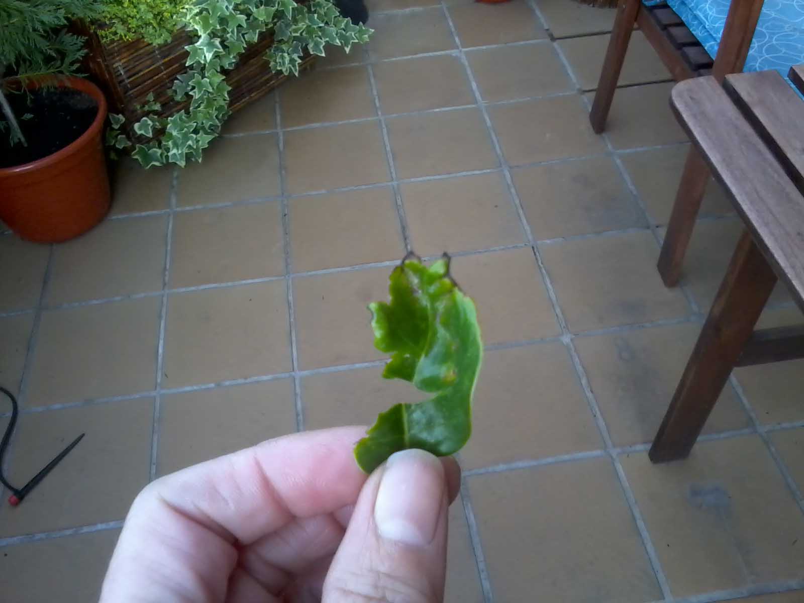 [Foto de planta, jardin, jardineria]