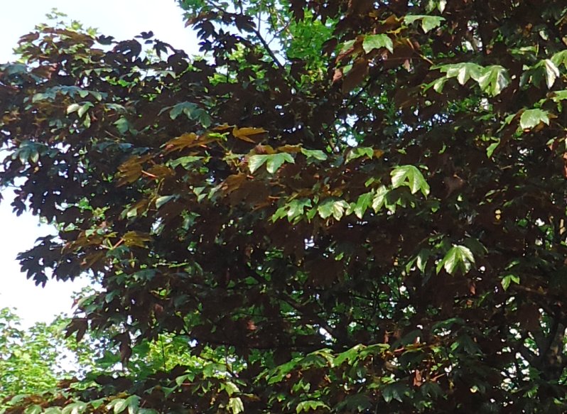 [Foto de planta, jardin, jardineria]