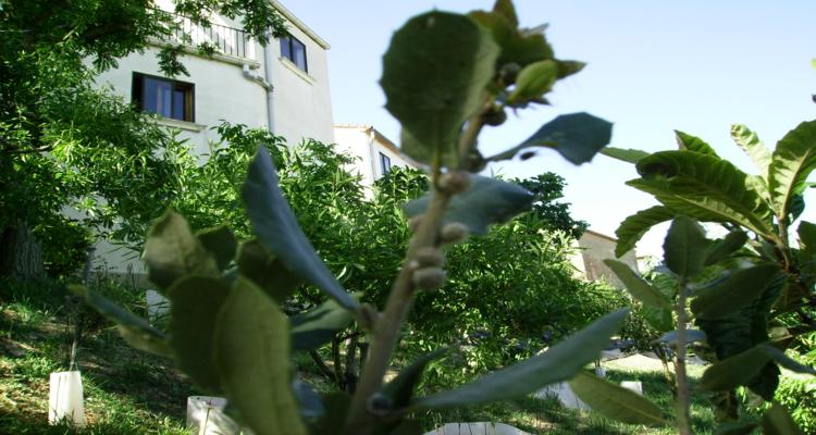 [Foto de planta, jardin, jardineria]