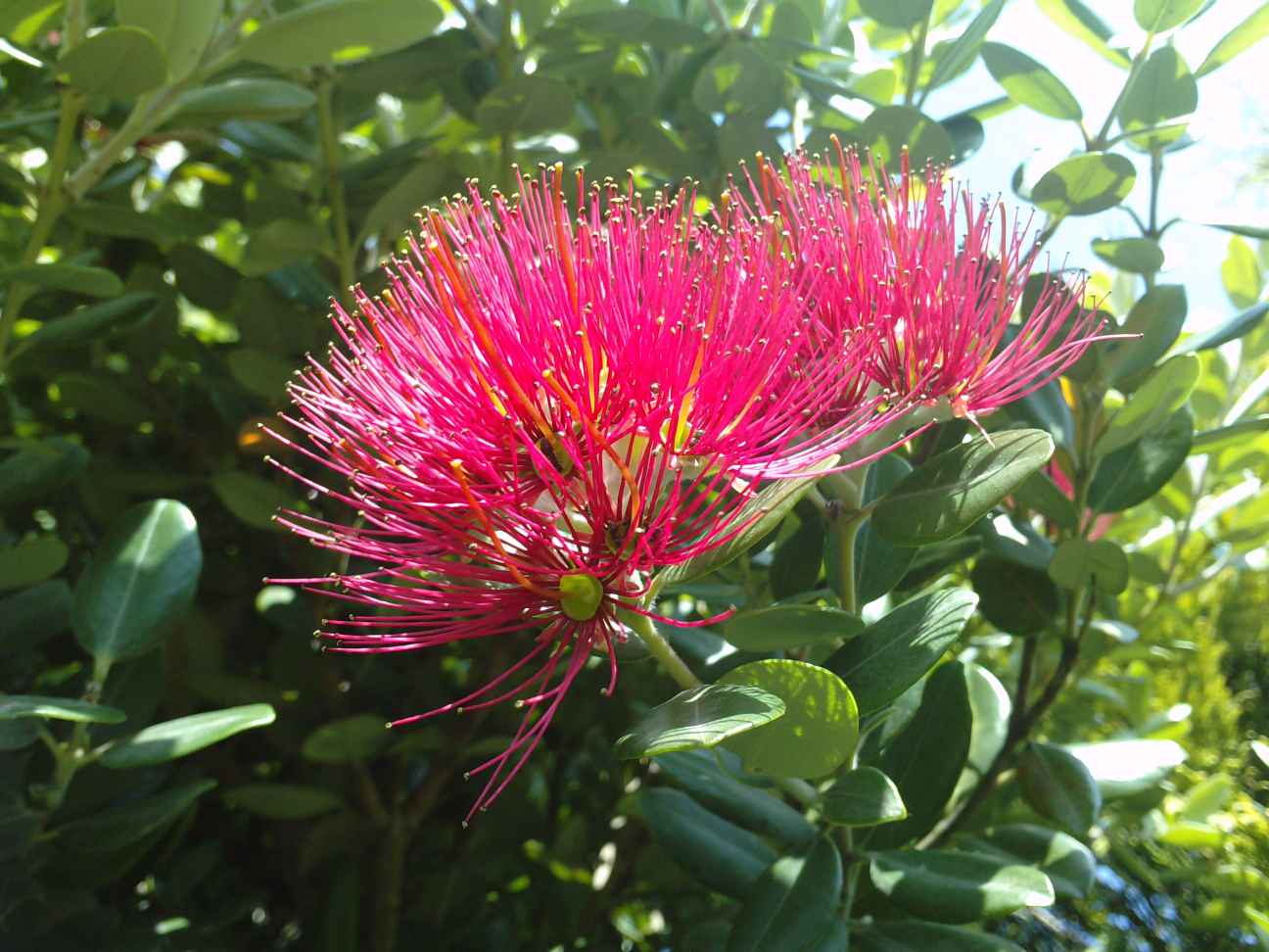 [Foto de planta, jardin, jardineria]