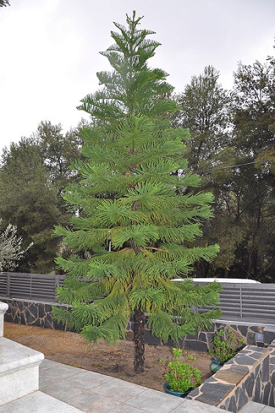 [Foto de planta, jardin, jardineria]