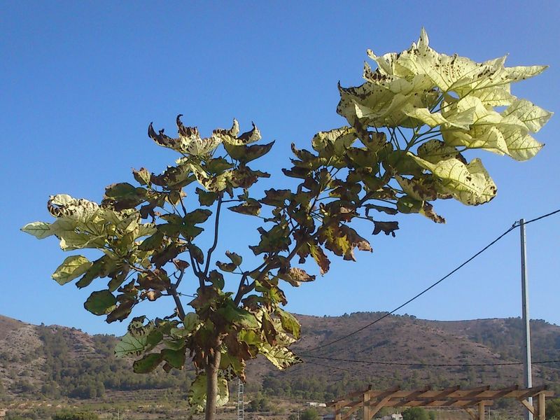 [Foto de planta, jardin, jardineria]