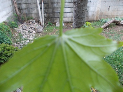 [Foto de planta, jardin, jardineria]