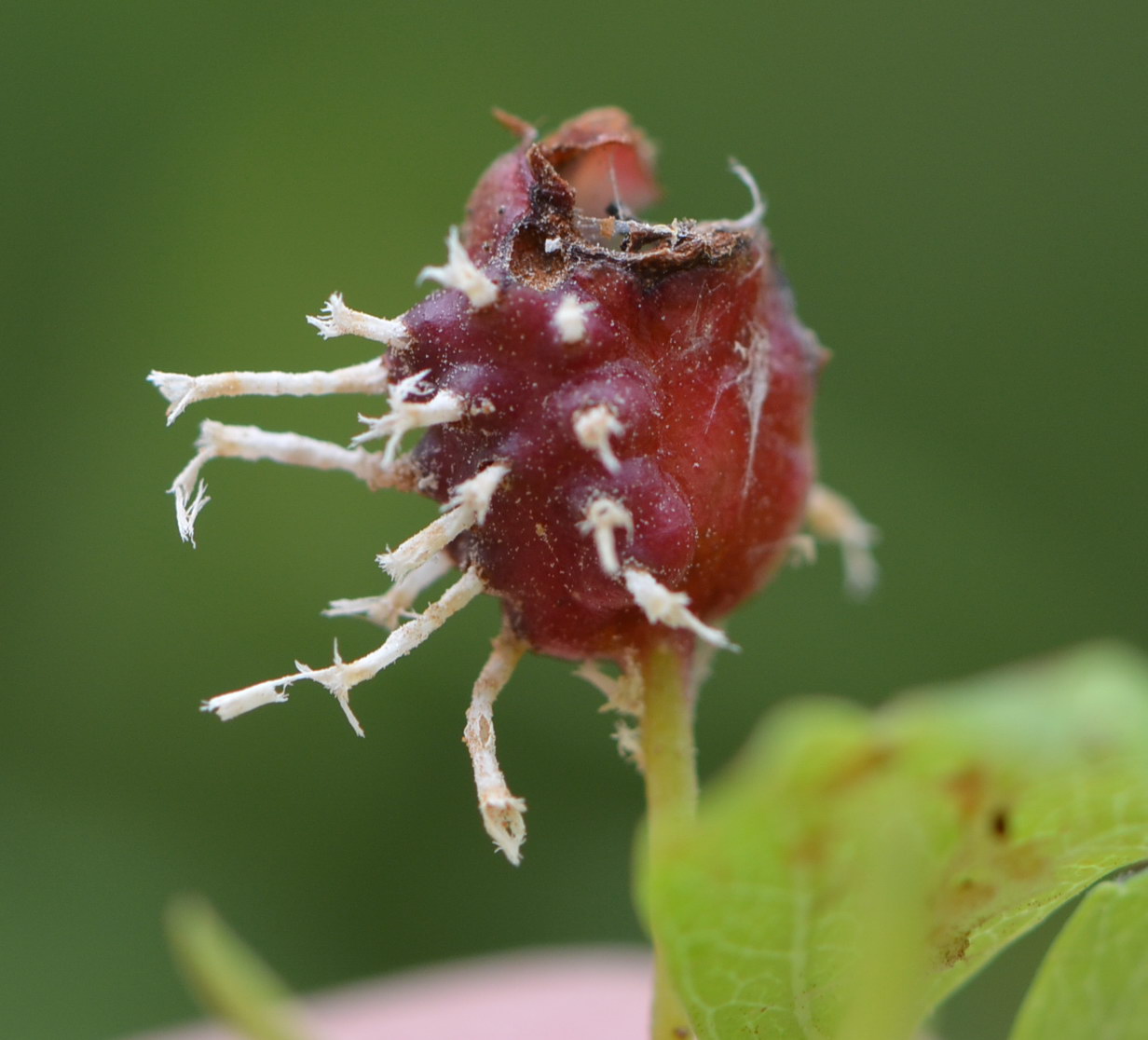 [Foto de planta, jardin, jardineria]