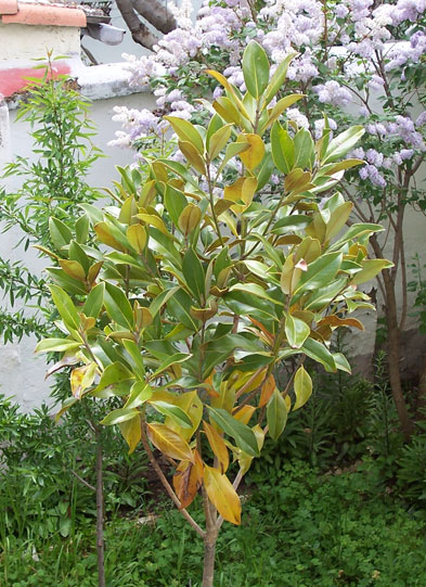 [Foto de planta, jardin, jardineria]