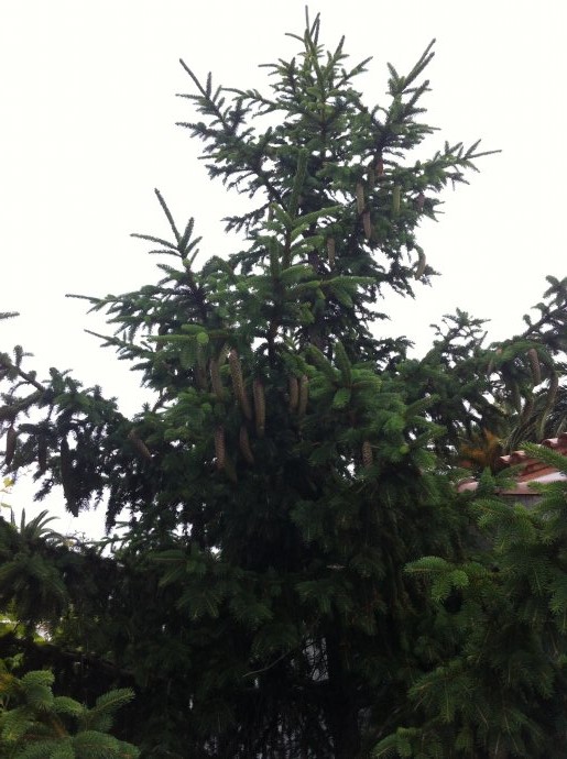 [Foto de planta, jardin, jardineria]