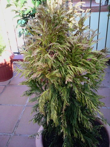 [Foto de planta, jardin, jardineria]