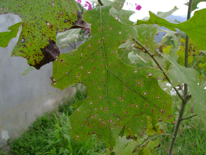 [Foto de planta, jardin, jardineria]